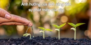 Cường độ ánh sáng ảnh hưởng đến sự phát triển của thực vật như thế nào?